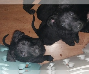 German Shepherd Dog Puppy for sale in LEECHBURG, PA, USA