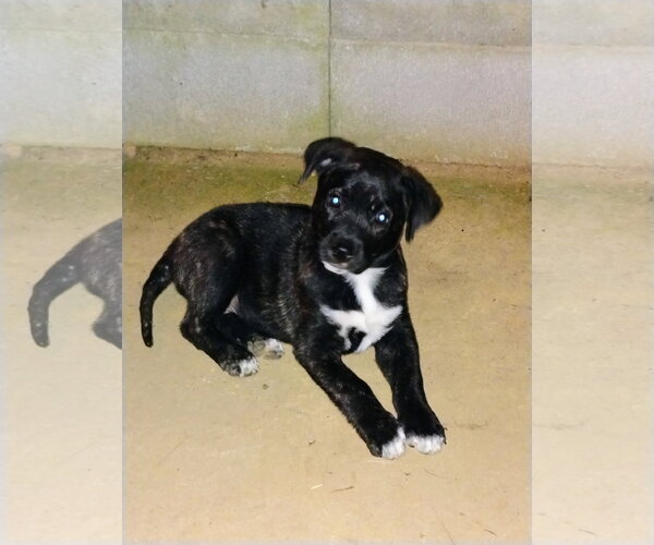 Medium Photo #1 Labrador Retriever-Unknown Mix Puppy For Sale in Blairsville, GA, USA