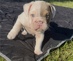 Small #1 Bulldog