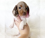 Small #10 Dachshund