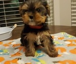 Small Photo #7 Yorkshire Terrier Puppy For Sale in LEXINGTON, GA, USA