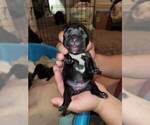 Small Photo #32 French Bulldog Puppy For Sale in FONTANA, CA, USA