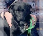 Small Photo #2 Norwegian Elkhound-Schipperke Mix Puppy For Sale in Doylestown, PA, USA