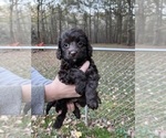 Small Photo #23 Cockapoo Puppy For Sale in BOGART, GA, USA
