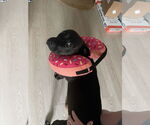 Small #4 American Pit Bull Terrier-Labrador Retriever Mix