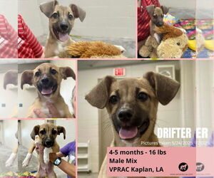 Jack Russell Terrier Dogs for adoption in New Orleans, LA, USA