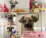 Small Jack Russell Terrier