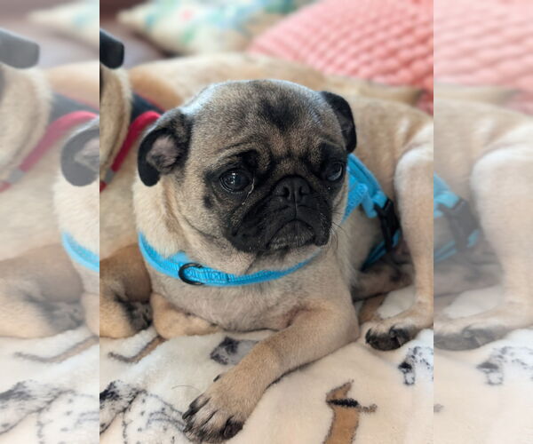Medium Photo #1 Pug Puppy For Sale in Indianapolis, IN, USA