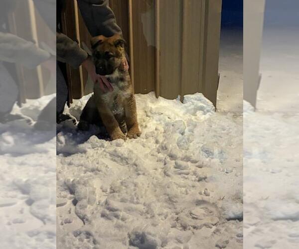 Medium Photo #4 German Shepherd Dog Puppy For Sale in GREENWOOD, WI, USA