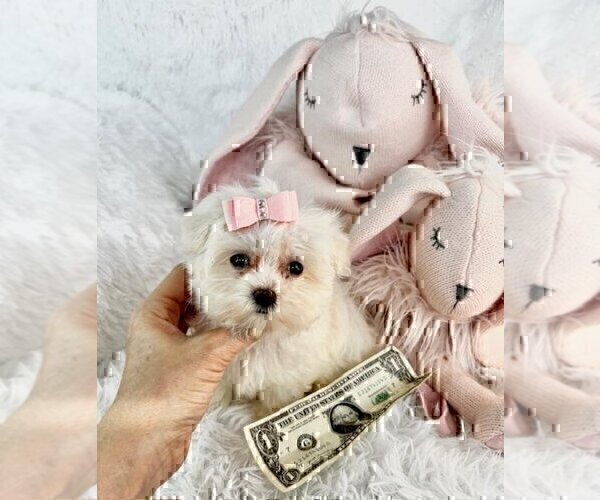 Medium Photo #11 Morkie Puppy For Sale in MIAMI BEACH, FL, USA