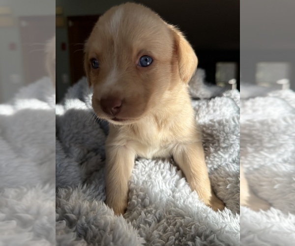 Medium Photo #1 Sheprador Puppy For Sale in BROOKLINE, NH, USA