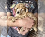 Small Photo #3 Poodle (Miniature) Puppy For Sale in NORTH RICHLAND HILLS, TX, USA