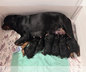 Rottweiler Puppy for sale in HOUSTON, AR, USA