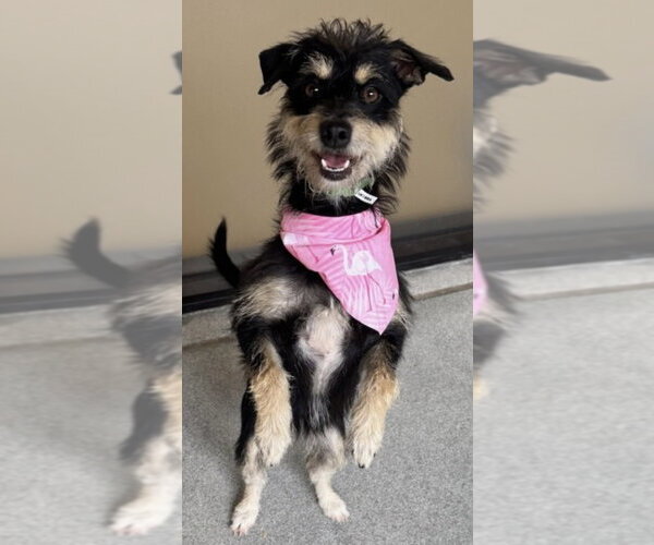 Medium Photo #1 Dachshund-Unknown Mix Puppy For Sale in Andover, MN, USA