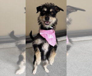 Dachshund-Unknown Mix Dogs for adoption in Andover, MN, USA