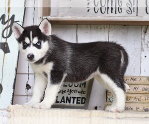 Siberian Husky Puppy for sale in FREDERICKSBG, OH, USA