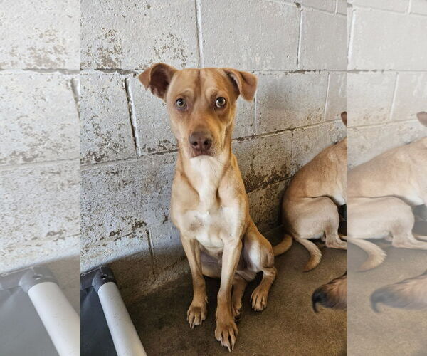 Medium Photo #2 Chihuahua-Unknown Mix Puppy For Sale in El Centro, CA, USA