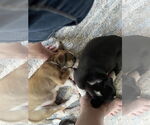 Small #2 Labrador Retriever Mix