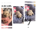 Small Photo #2 Golden Retriever Puppy For Sale in FREDONIA, KS, USA