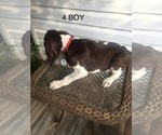 Small Photo #12 German Shorthaired Pointer Puppy For Sale in ENTERPRISE, AL, USA