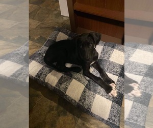 Great Dane Puppy for sale in WEST LIBERTY, KY, USA
