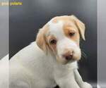 Small Photo #6 Australian Shepherd-Lab-Pointer Mix Puppy For Sale in MILLVILLE, MN, USA
