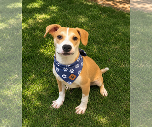 Labrador Retriever-Unknown Mix Dogs for adoption in Phoenix, AZ, USA