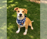 Wonton - Male Labrador Retriever-Unknown Mix Dog for Adoption - Small photo