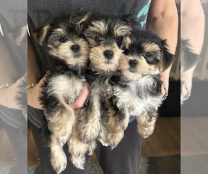 Morkie Puppy for sale in VIRGINIA BEACH, VA, USA