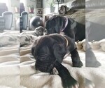 Small Photo #4 Great Dane Puppy For Sale in GARVIN, MN, USA