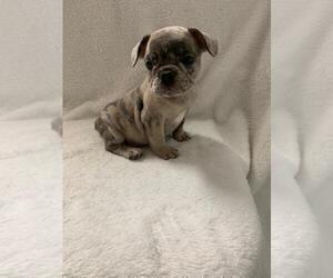 French Bulldog Puppy for sale in CHARLESTON, SC, USA