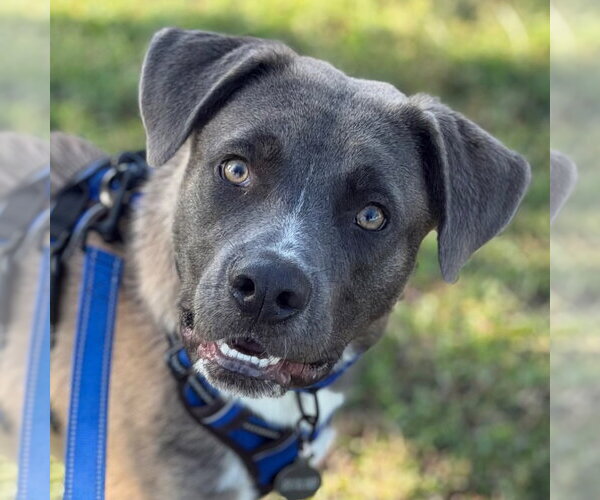 Medium Photo #7 Black Mouth Cur-Labrador Retriever Mix Puppy For Sale in Canton, CT, USA