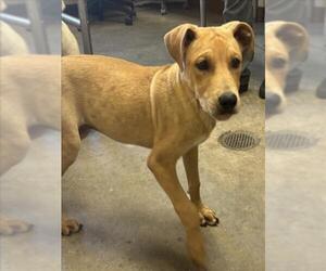 Mutt Dogs for adoption in Texas City, TX, USA