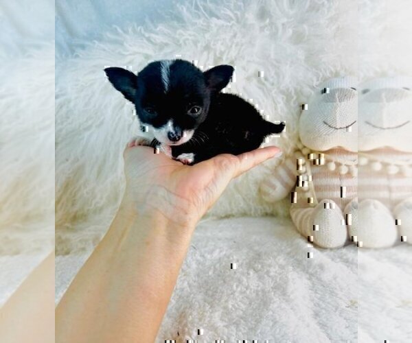 Medium Photo #11 Chihuahua Puppy For Sale in DALLAS, TX, USA