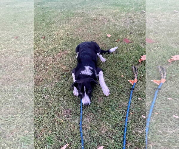 Medium Photo #4 Collie-Retriever  Mix Puppy For Sale in NEWPORT NH, NH, USA