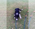 Small Photo #4 Collie-Retriever  Mix Puppy For Sale in NEWPORT NH, NH, USA