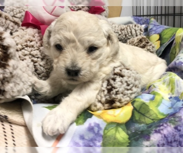 Medium Photo #1 Maltese-Poodle (Toy) Mix Puppy For Sale in CONOWINGO, MD, USA