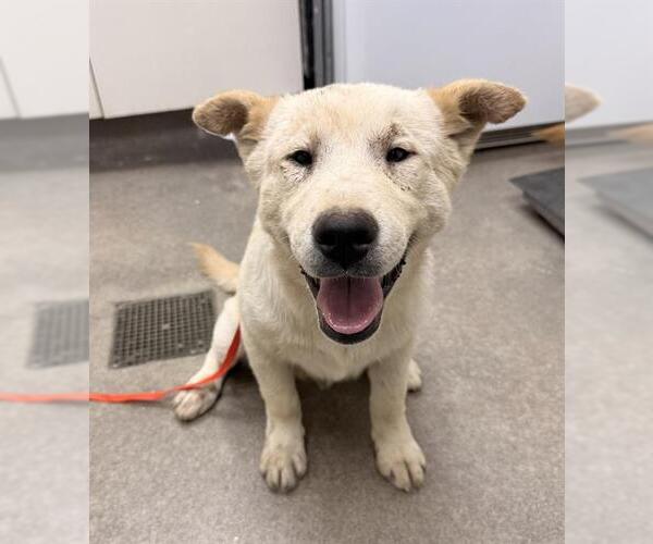 Medium Photo #1 Chow Chow-Golden Retriever Mix Puppy For Sale in HESPERIA, CA, USA