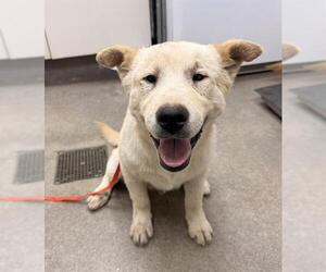Chow Chow-Golden Retriever Mix Dogs for adoption in HESPERIA, CA, USA