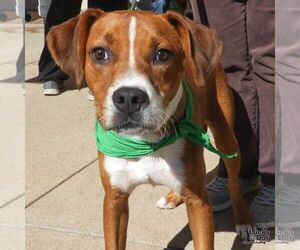 Phelps - Male Labbe Dog for Adoption