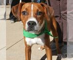 Phelps - Male Labbe Dog for Adoption - Small photo