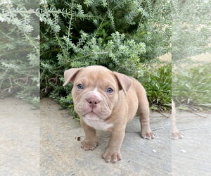 Bulldog Dogs for adoption in Menifee, CA, USA