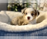 Small #2 Australian Shepherd