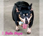 Small Photo #43 Dachshund-Unknown Mix Puppy For Sale in San Antonio, TX, USA