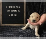 Small Photo #2 Golden Retriever Puppy For Sale in WINTER PARK, FL, USA