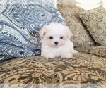 Small Photo #2 Maltese Puppy For Sale in SANTA CLARITA, CA, USA
