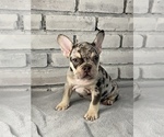 Small Photo #5 French Bulldog Puppy For Sale in OAKLAND, NJ, USA