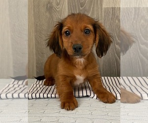 Dachshund Puppy for sale in SENECA FALLS, NY, USA