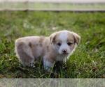 Small #8 Pembroke Welsh Corgi