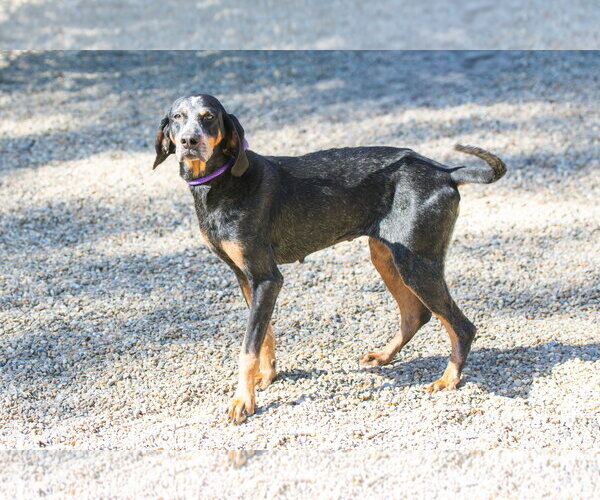 Medium Photo #3 Bluetick Coonhound-Unknown Mix Puppy For Sale in Hilton Head, SC, USA